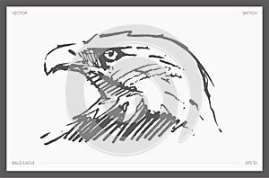 Hand drawn vector illustration of head eagle