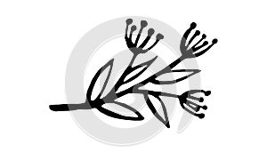 Hand drawn vector illustration of herbs