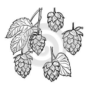 Hand drawn vector illustration - Hops plant. Perfect for malt, a