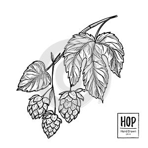 Hand drawn vector illustration - Hops plant. Perfect for malt, a