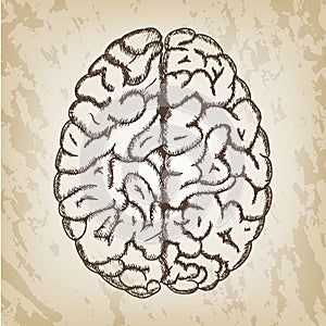 Hand drawn vector illustration - Human brain sketch