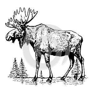 Hand-drawn vector illustration of a moose in engraving style, isolated on a white background. The sketch depicts a majestic wild