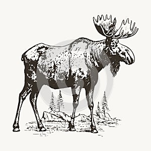 Hand-drawn vector illustration of a moose in engraving style, isolated on a white background. The sketch depicts a majestic wild