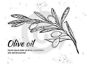Hand drawn vector illustration - Olive branch. Olive oil. Vintage