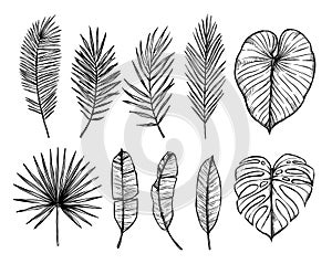 Hand drawn vector illustration - Palm leaves monstera, areca pa