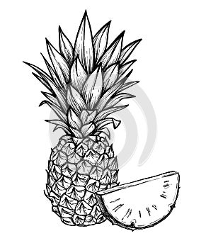 Hand drawn vector illustration - Pineapple. Exotic tropical fruit. Sketch. Outline. Perfect for