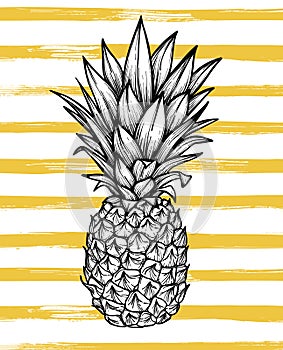 Hand drawn vector illustration - Pineapple with striped background. Exotic tropical fruit. Sketch. Outline. Perfect for