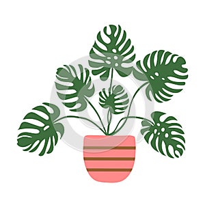 Hand drawn vector illustration of potted monstera houseplant in pink striped pot. Room plants interior decoration urban jungle