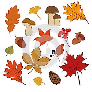 Hand drawn Vector Illustration Set of Autum fall elements like leaves, acorns, flowers, a mushroom and a berry.