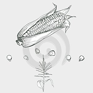 Hand drawn vector illustration set of corn, grain, stalk. sketch. Vector eps 8.