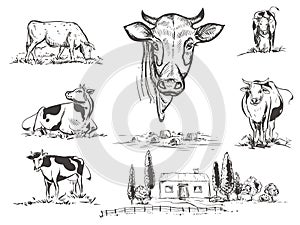 Hand drawn vector illustration set with farm and cow. sketh photo