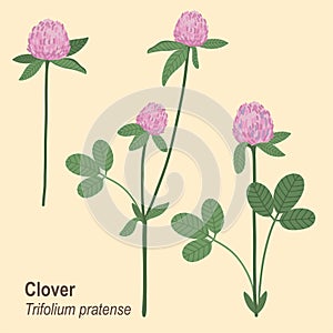 Hand drawn vector illustration. Set of isolated clover flowers. Blossom meadow