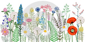 Hand drawn vector illustration. Summer horizontal background wildflowers. Blooming meadow