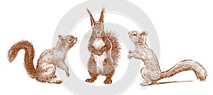 Hand drawn vector illustration of three red nimble fluffy funny forest squirrels standing together and communicating photo