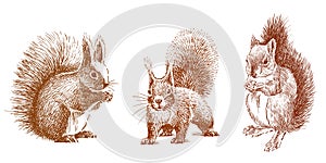 Hand drawn vector illustration of three red nimble fluffy funny forest squirrels standing together and eating photo