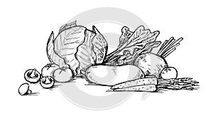 Hand drawn vector illustration - Vegetables. Supermarket. photo