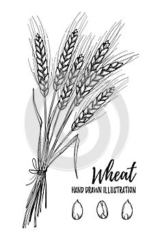 Hand drawn vector illustration - Wheat. Tribal design elements.