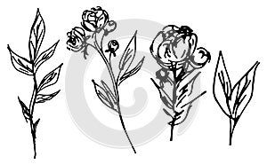Hand Drawn Vector Illustrations Of Abstract Peony Flower Isolated on White. Hand Drawn Sketch of a Flower