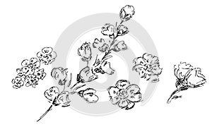 Hand Drawn Vector Illustrations Of Abstract Set of Flowers Isolated on White. Hand Drawn Sketch of a Flowers