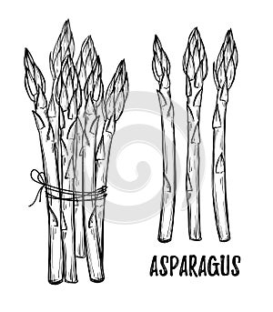 Hand drawn vector illustrations - asparagus collection. Design