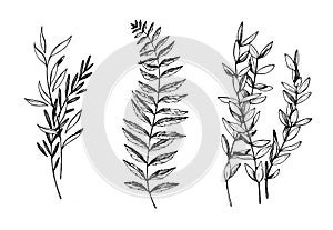 Hand drawn vector illustrations. Botanical branches of eucalyptus and fern. Floral design elements. Tattoo sketches. Perfect for