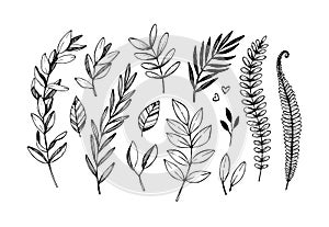 Hand drawn vector illustrations. Botanical branches of eucalyptus and fern. Floral design elements. Tattoo sketches. Perfect for