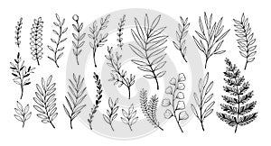 Hand drawn vector illustrations. Botanical branches of eucalyptus and fern. Floral design elements. Tattoo sketches. Perfect for