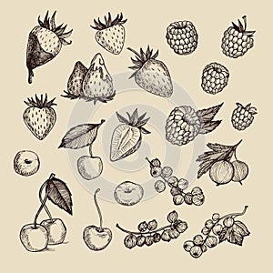 Hand drawn vector illustrations - Collection of berries