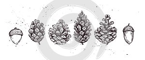 Hand drawn vector illustrations. Collection of pine cones and ac