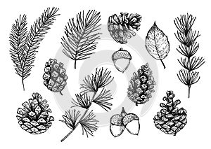 Hand drawn vector illustrations - Forest Autumn collection. Spruce branches, acorns, pine cones, fall leaves. Design elements for