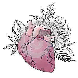 Hand drawn vector illustrations - Human heart with flowers and l