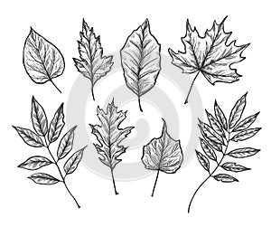 Hand drawn vector illustrations. Set of fall leaves