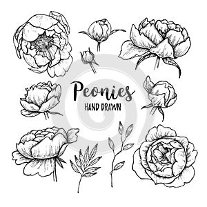 Hand drawn Vector illustrations - set of peonies (flowers, leave