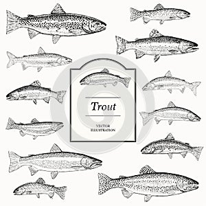 Hand Drawn Vector Illustrations of Trout