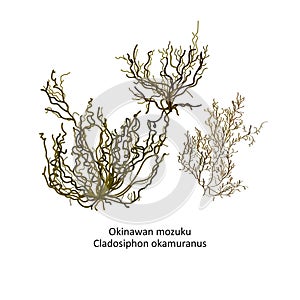 Hand drawn vector of japanese Okinawan mozuku or Cladosiphon okamuranos, genus brown algae. Isolated on white backgro
