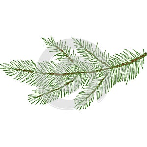 Hand Drawn Vector Large Evergreen Spruce or Pine Tree Branch Colorful Fir-needle Twig Sketch. Isolated