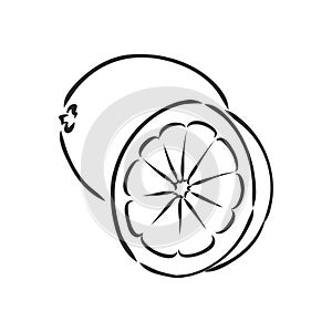 Hand drawn vector lemon slice, piece, on light background. lemon, vector sketch illustration