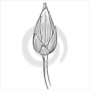 Hand drawn vector of lotus flower bud isolated on white background for coloring page. Black and white  stock illustration of water