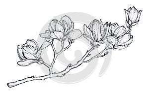 Hand drawn vector magnolia branch. Beautiful romantic elegant floral element.