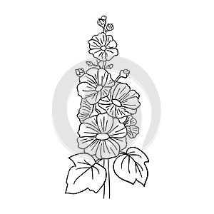 Hand drawn vector malva or alcea rosea flower