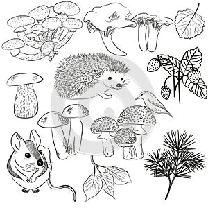 Hand drawn vector natural set with forest animals, leaves, mushrooms, birds, berries. Forest design elements for drawing