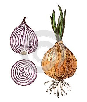 Hand drawn vector onion set