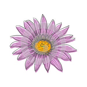 Hand drawn vector pen and ink illustration of Gerbera Daisy flower