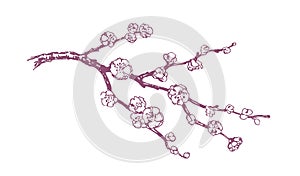 Hand drawn vector pink plum blossom illustration