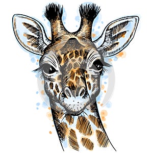 Hand drawn vector portrait of giraffe with watercolor spots isolated on white