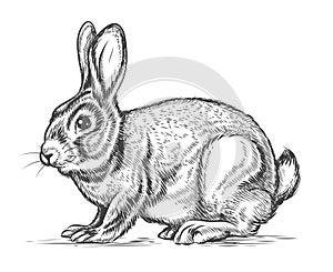 Hand drawn vector rabbit in engraving style