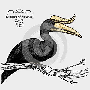 Hand drawn vector realistic bird, sketch graphic style,