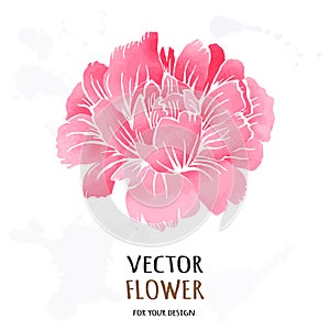 Hand drawn vector realistic illustration of dahlia flower