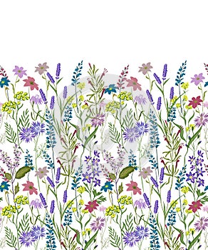 Hand drawn vector seamless border of wild flowers and herbs. Flower meadow. Herbal graphic illustration or background