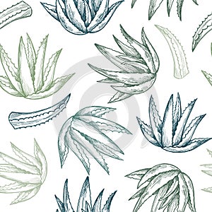 Hand drawn vector seamless pattern. Aloe vera. Herbal Background